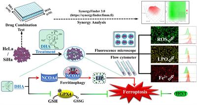 Susceptibility of cervical cancer to dihydroartemisinin-induced ferritinophagy-dependent ferroptosis